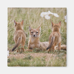 Imã Raposa Veloz (Vulpes velox) fêmea com filhotes em