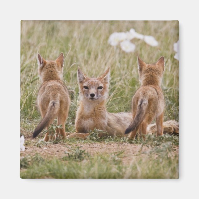 Imã Raposa Veloz (Vulpes velox) fêmea com filhotes em (Frente)
