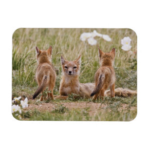 Ímã Raposa Veloz (Vulpes velox) fêmea com filhotes em