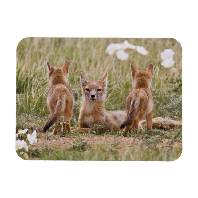 Ímã Raposa Veloz (Vulpes velox) fêmea com filhotes em (Horizontal)
