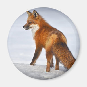 Imã Raposa Vermelha na neve do inverno