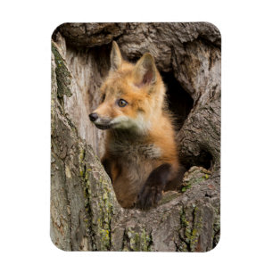 Ímã Raposa Vermelha Pequena em um Buraco de Árvore