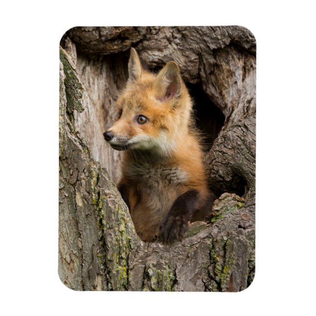 Ímã Raposa Vermelha Pequena num Hollow de Árvore (Vertical)