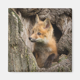 Imã Raposa Vermelha Pequena num Hollow de Árvore