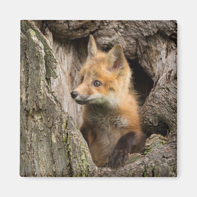 Imã Raposa Vermelha Pequena num Hollow de Árvore (Frente)