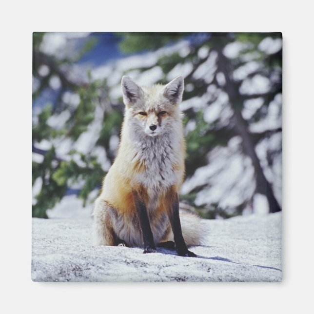 Imã Raposa Vermelha sentada no banco de neve, Vulpes,  (Frente)