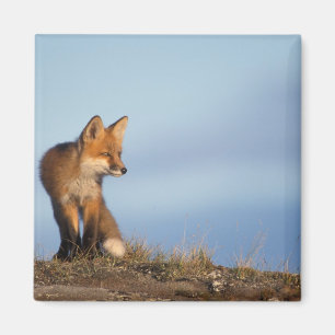 Imã Raposa vermelha, Vulpes vulpes