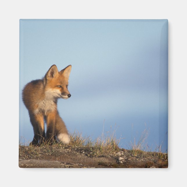 Imã raposa-vermelha, Vulpes vulpes (Frente)