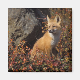 Imã raposa-vermelha, Vulpes vulpes
