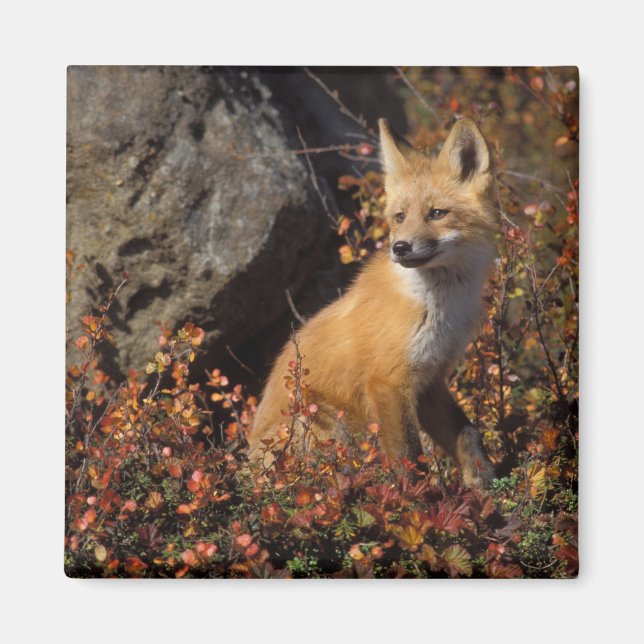 Imã raposa-vermelha, Vulpes vulpes (Frente)