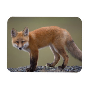 Ímã raposa vermelha, Vulpes vulpes, ao longo do centro