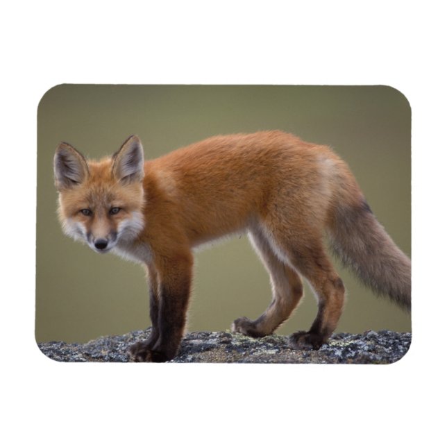 Ímã raposa vermelha, Vulpes vulpes, ao longo do centro (Horizontal)