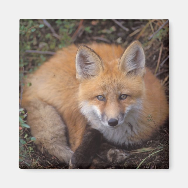 Imã raposa-vermelha, Vulpes vulpes, em cores de outono (Frente)