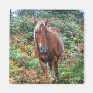 Imã Rare Palomino New Forest Pony & Bracken - Inglater
