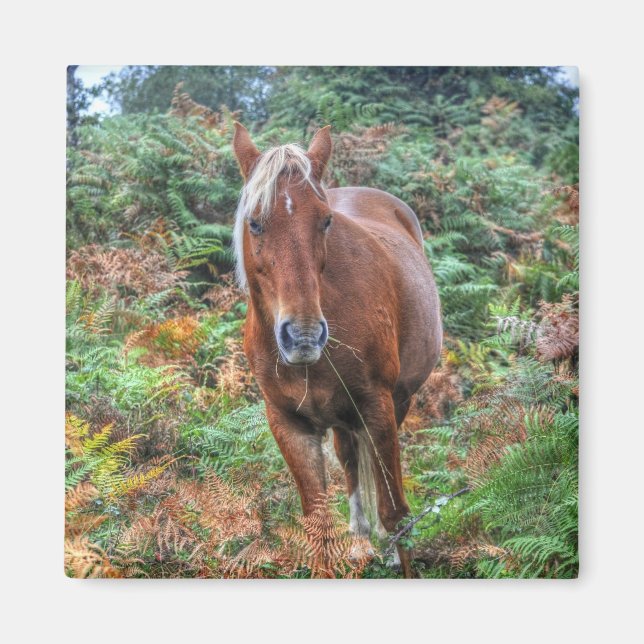 Imã Rare Palomino New Forest Pony & Bracken - Inglater (Frente)