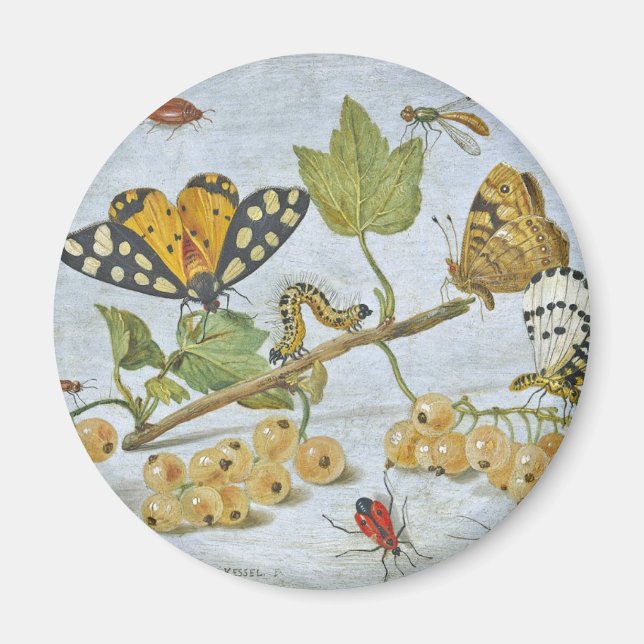 Imã Rastreamento de Insetos (Frente)