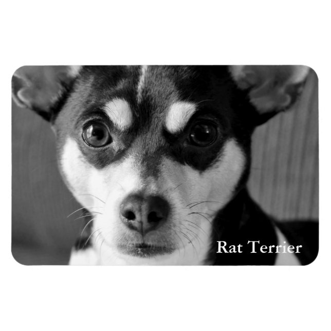 Ímã Rat Terrier, Black & White, (Horizontal)