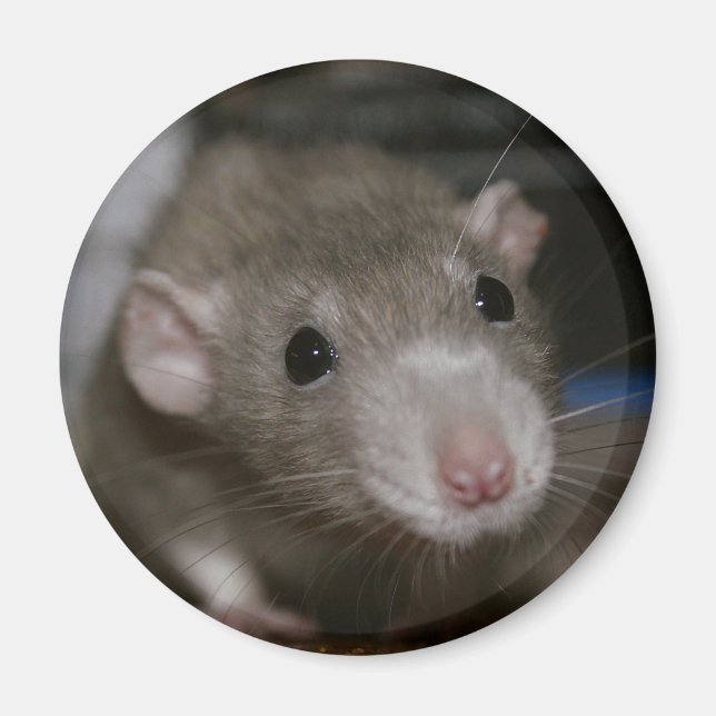 Imã Rato curioso (Frente)
