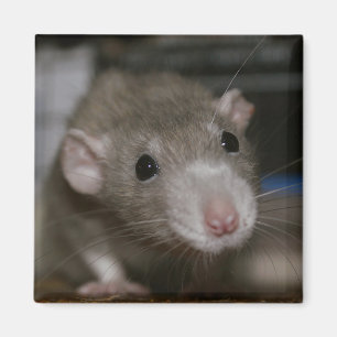 Imã Rato curioso