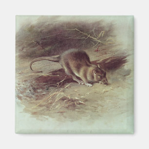 Imã Rato de Brown 1918