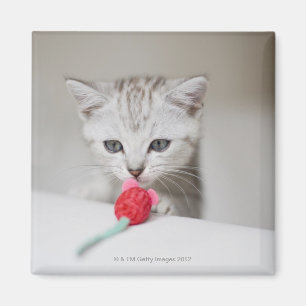 Imã Rato de cheiro do brinquedo do gatinho britânico