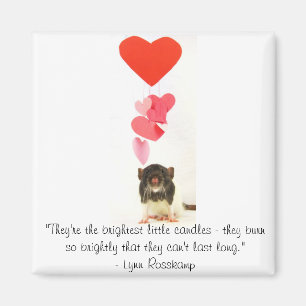 Imã Rato do coração