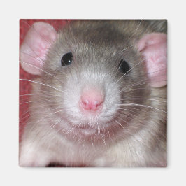 Imã Rato Dumbo Fofo