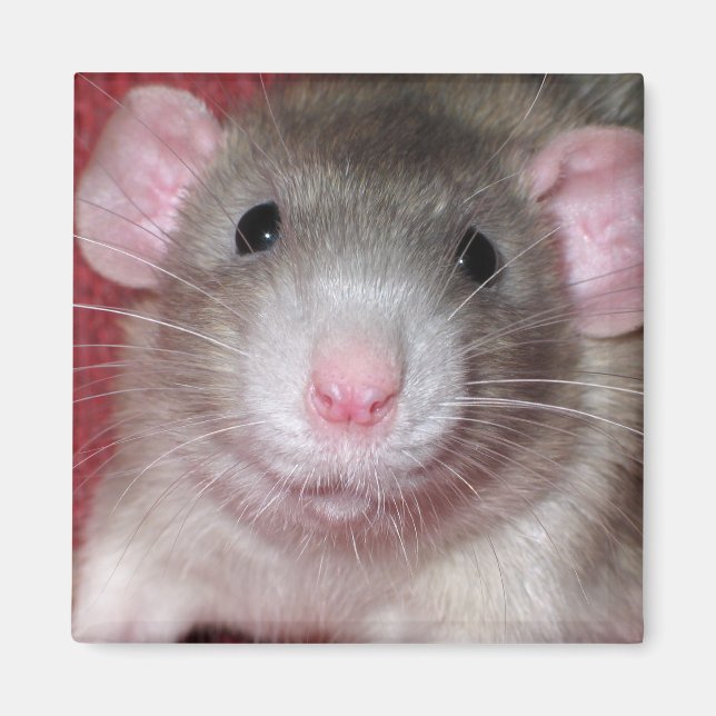 Imã Rato Dumbo Fofo (Frente)