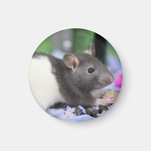 Imã Rato lil (Frente)