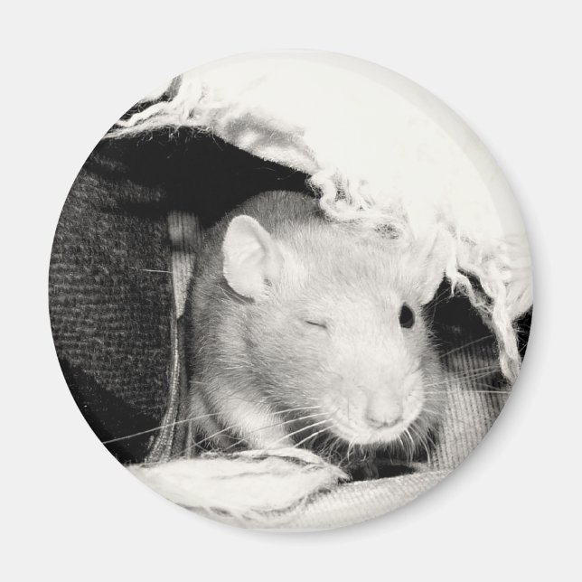Imã Rato Winking (Frente)