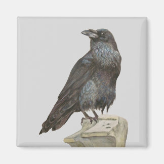 Imã Raven