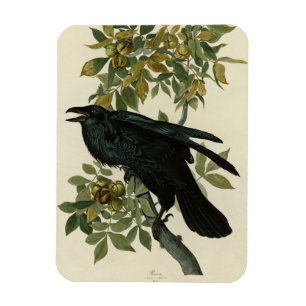 Ímã Raven (Common Raven) das Aves da América de Audubo