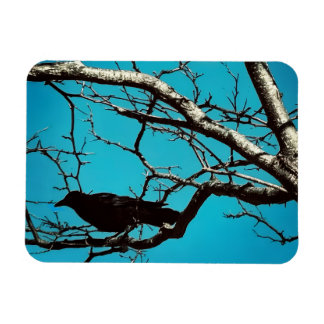 Ímã Raven Crow Black Bird Silver Tree Blue Sky Photo