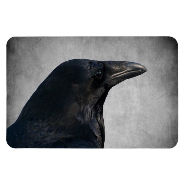 Ímã Raven Glamor Shot (Horizontal)