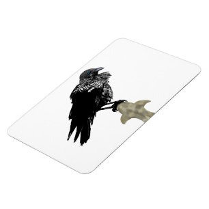 Ímã Raven Incluso