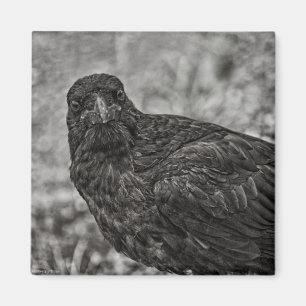 Imã Raven P9239