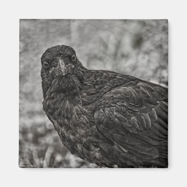Imã Raven P9239 (Frente)