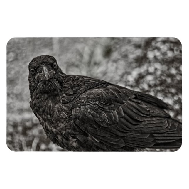 Ímã Raven P9239 (Horizontal)