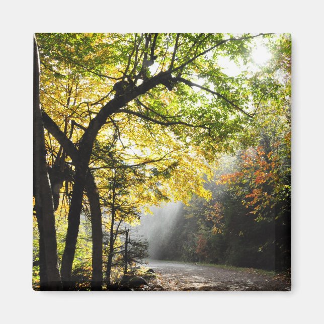 Imã Rays Sun Shady Forest Canyon Ste-Anne QC Magnet (Frente)