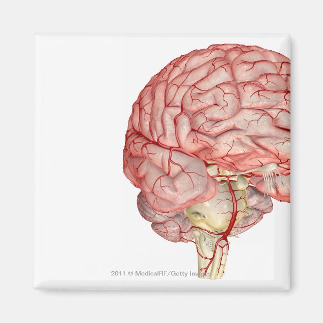 Imã Reabilitação do cérebro humano (Frente)