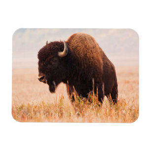 Ímã Rebanho de Bisão Americano (Bison Bison) em Teton