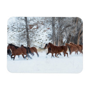Ímã Rebanho de Cavalos Correndo na Neve