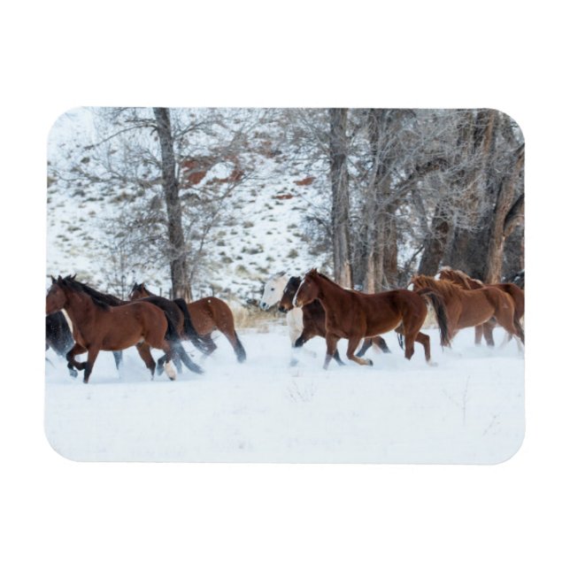 Ímã Rebanho de Cavalos Correndo na Neve (Horizontal)