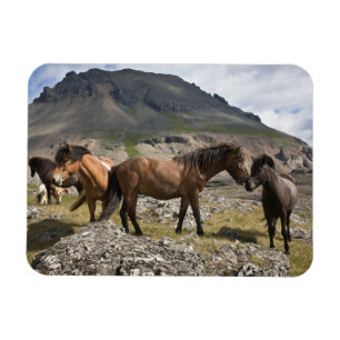Ímã Rebanho de Cavalos, Perto de Hofn, Islândia