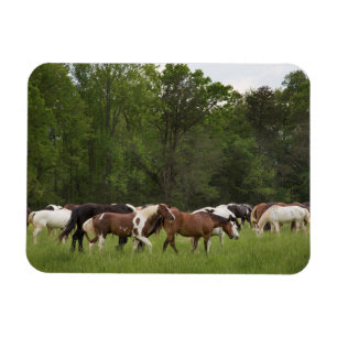 Ímã Rebanho de cavalos, Tennessee