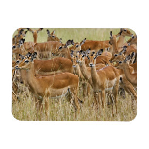 Ímã Rebanho de impalas fêmeas, Masai Mara, Quênia.