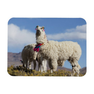 Ímã Rebanho de lamas decorados na Puna, cordilheira do
