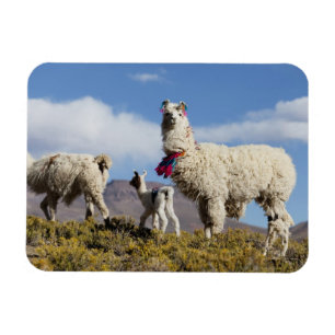 Ímã Rebanho de lamas decorados na Puna, cordilheira do