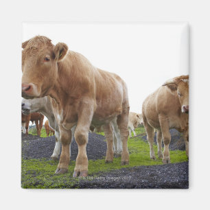 Imã Rebanho de vacas brancas novas no campo escocês