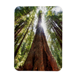 Ímã Reboque para Sequoias